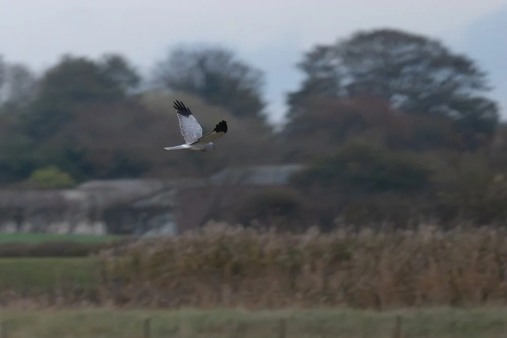 Hen Harrier in its habitat