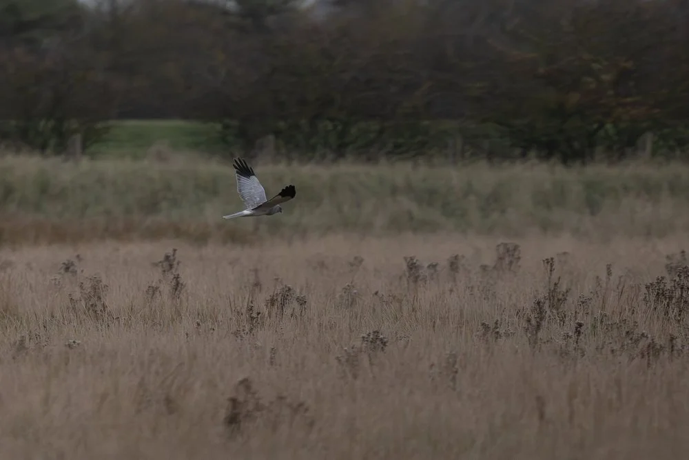 Hen Harrier in winter scene
