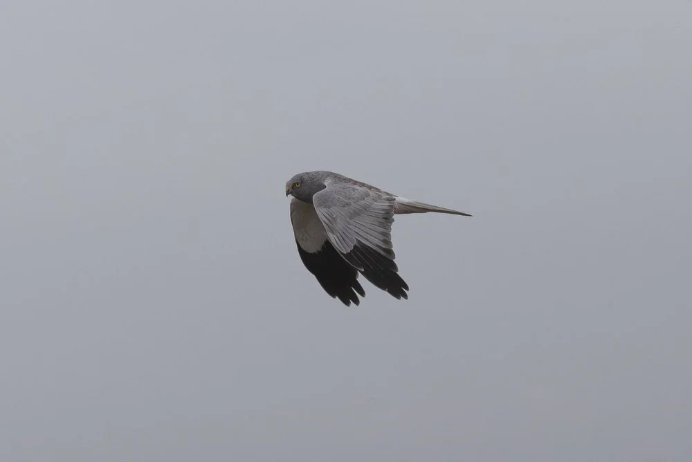 Hen Harrier among the reeds