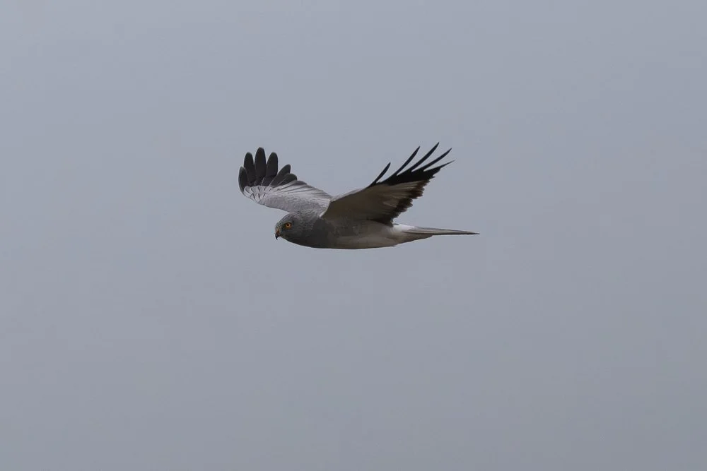 Hen Harrier during winter