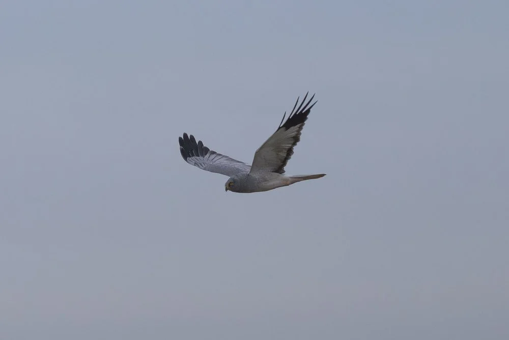 Hen Harrier on the ground