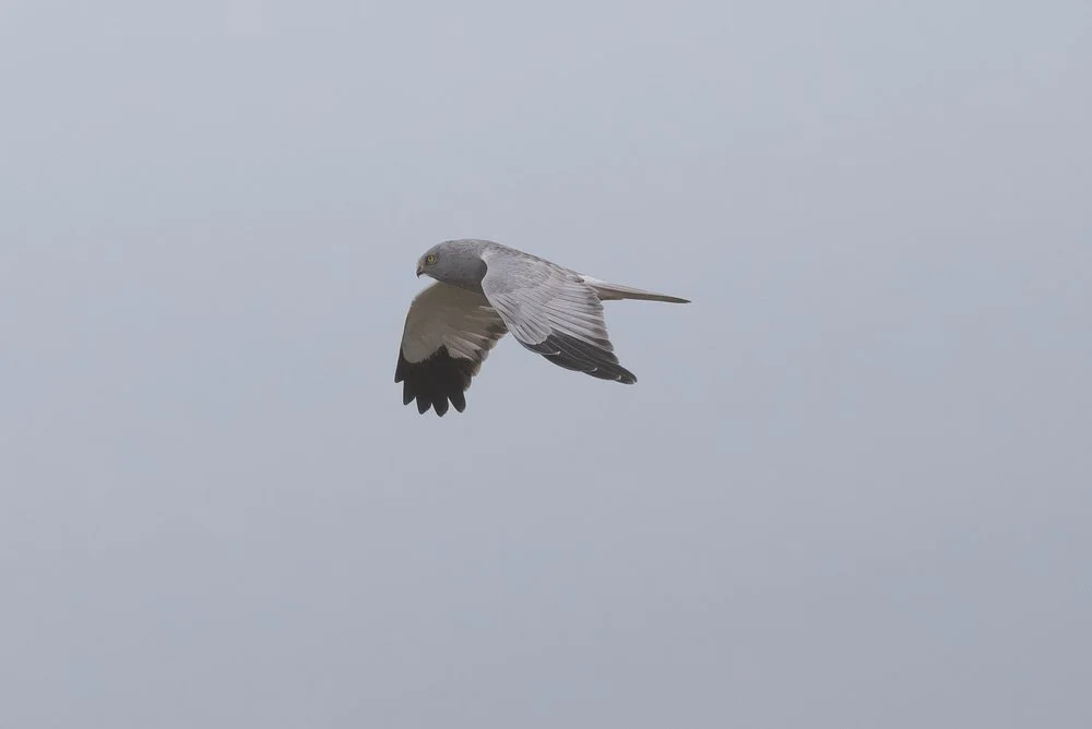 Hen Harrier displaying
