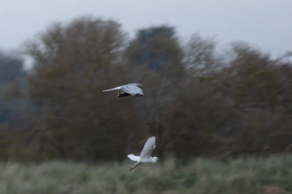 Hen Harrier perched poised