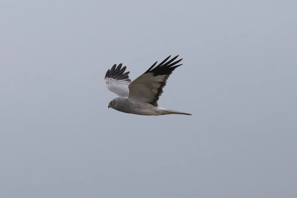 Another view of Hen Harrier