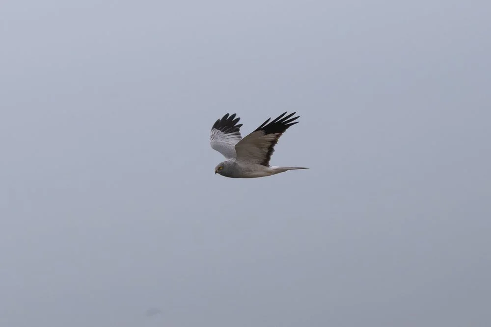Hen Harrier close-up