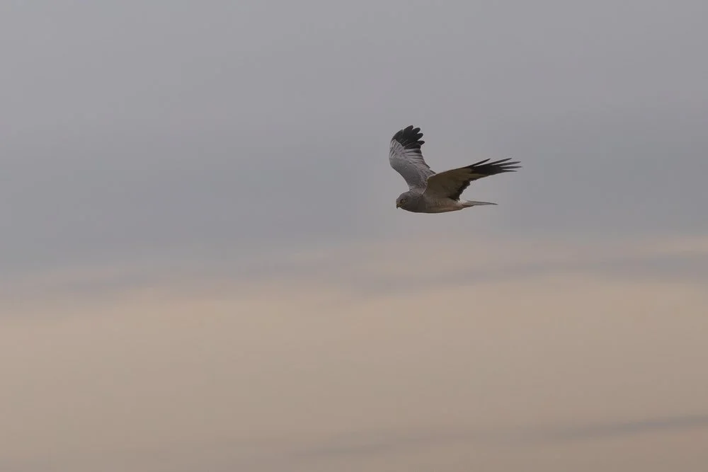 Hen Harrier in the wild