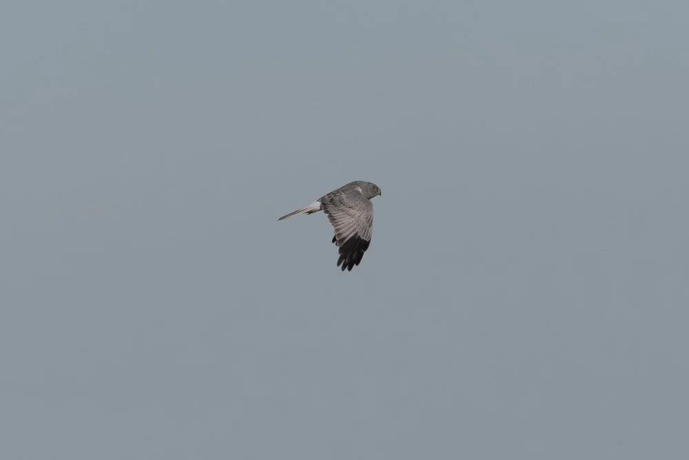 A male Hen Harrier soaring