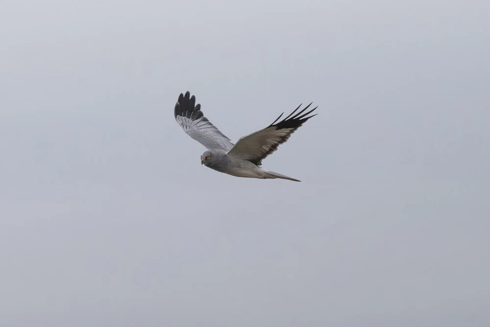 Hen Harrier flying against the skyline