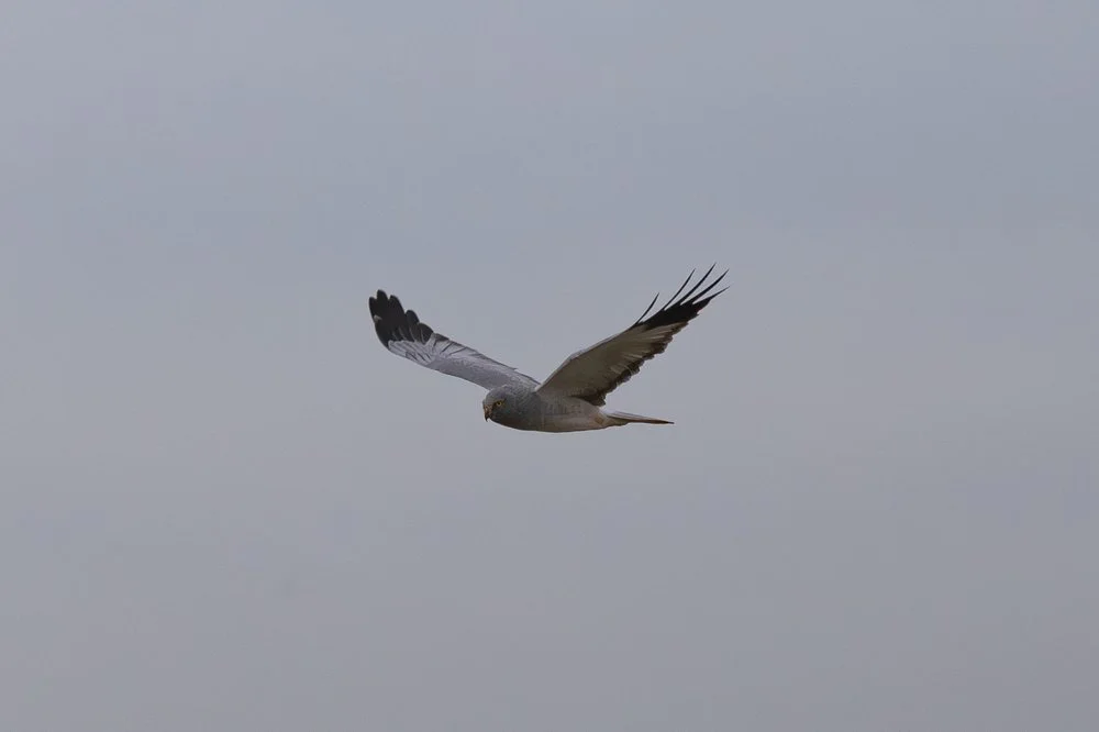 Hen Harrier silhouettes