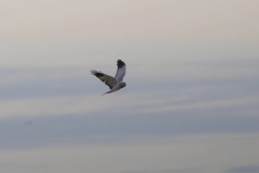 Hen Harrier hunting