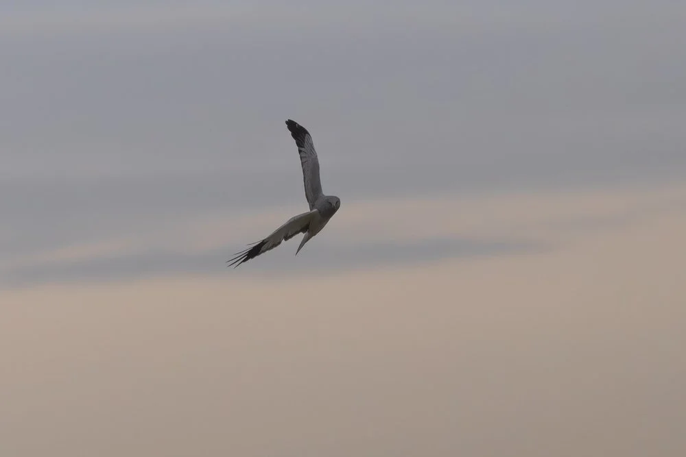 Group of Hen Harriers