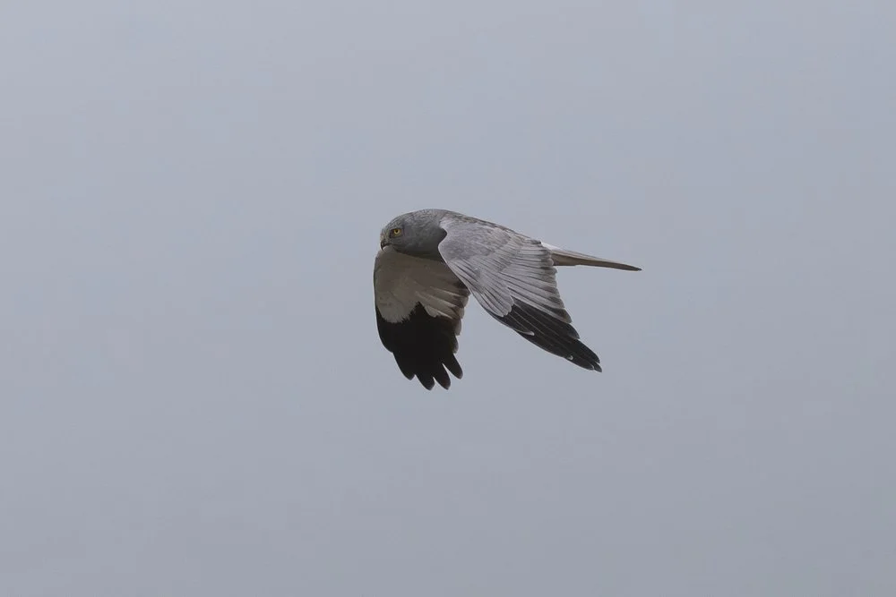 Hen Harrier in flight