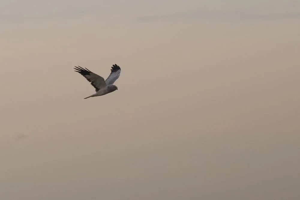 Hen Harrier perched
