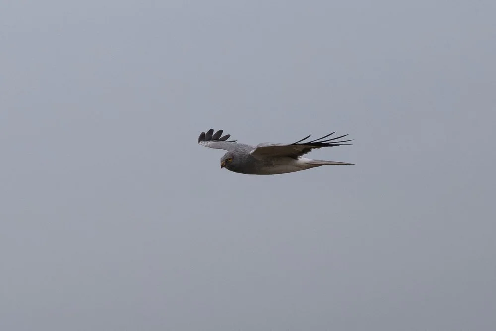 Hen Harrier pair
