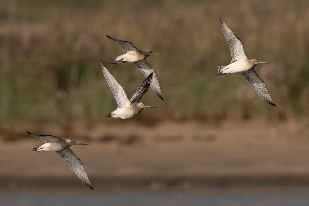 Experiencing Diverse Wildlife Encounters on a Weekend in East Yorkshire