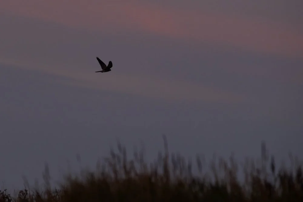 Scenic view of Spurn's coastline