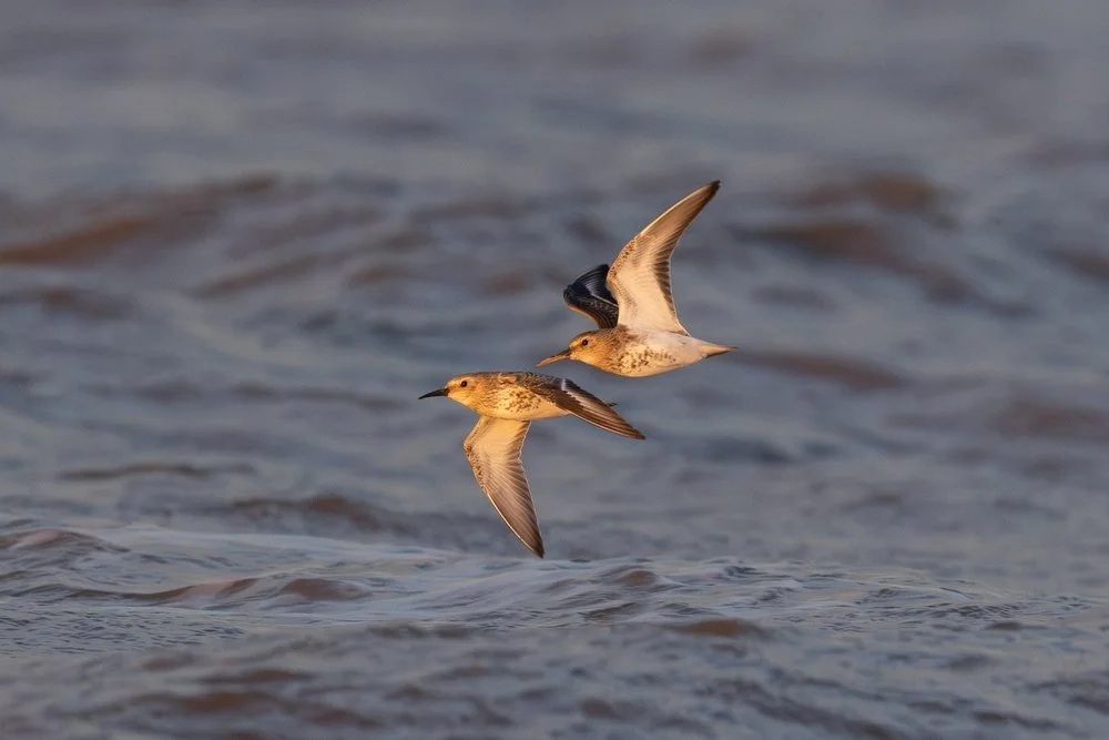 A juvenile curlew-sandpiper