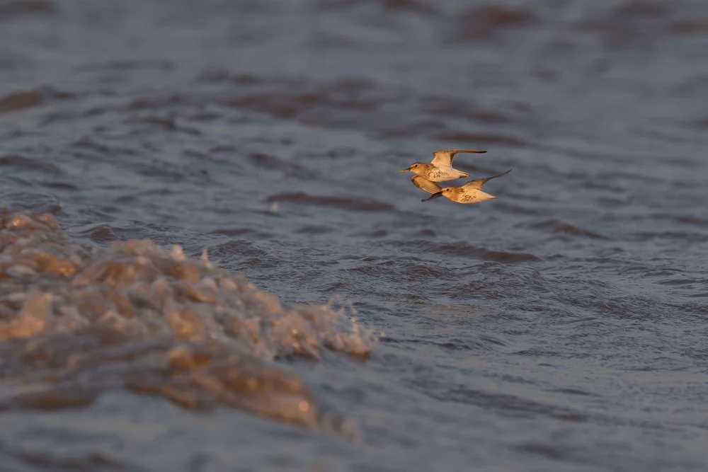 Capturing wading birds at Patrington Haven
