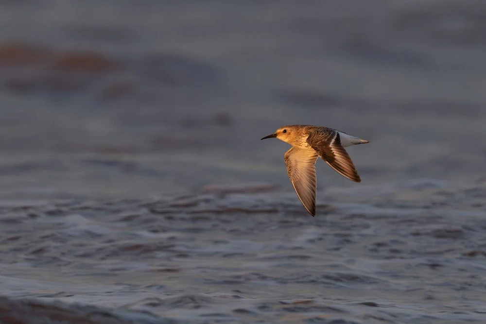 High tide feeding frenzy