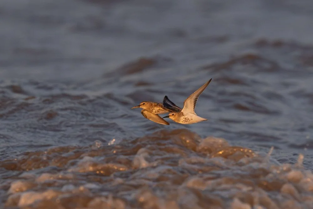 Dunlins at sunrise
