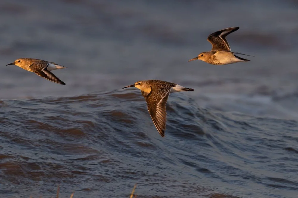 Waders taking flight