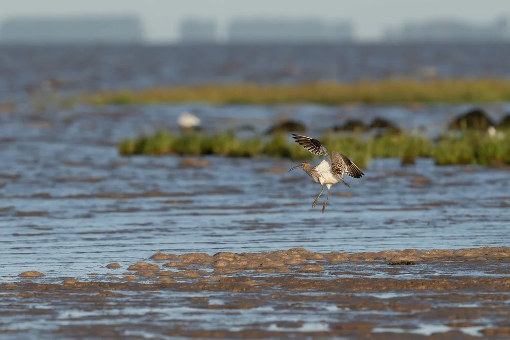 Curlew