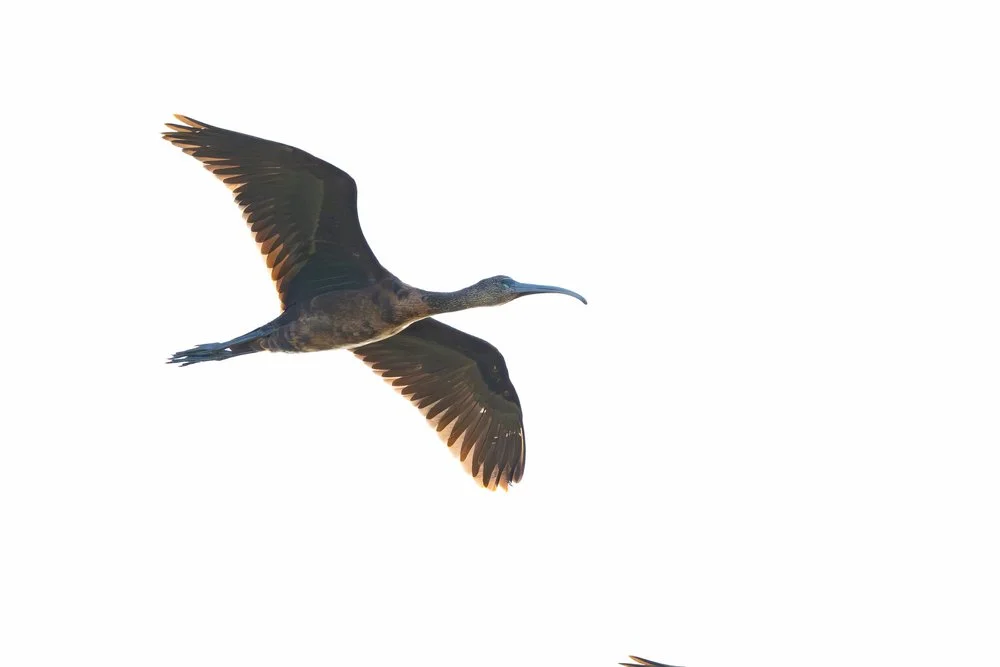 Glossy ibis