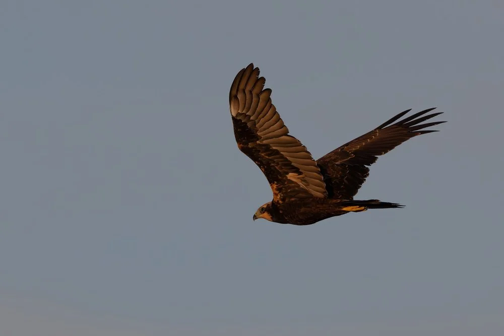 Marsh harrier