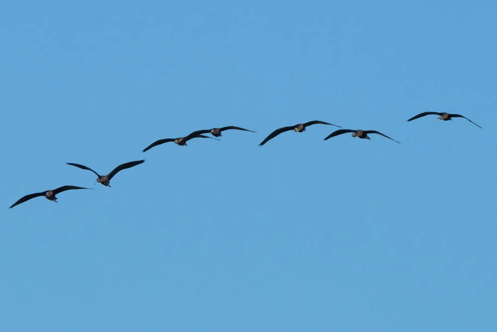 Glossy ibis
