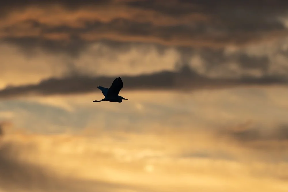 Little egret