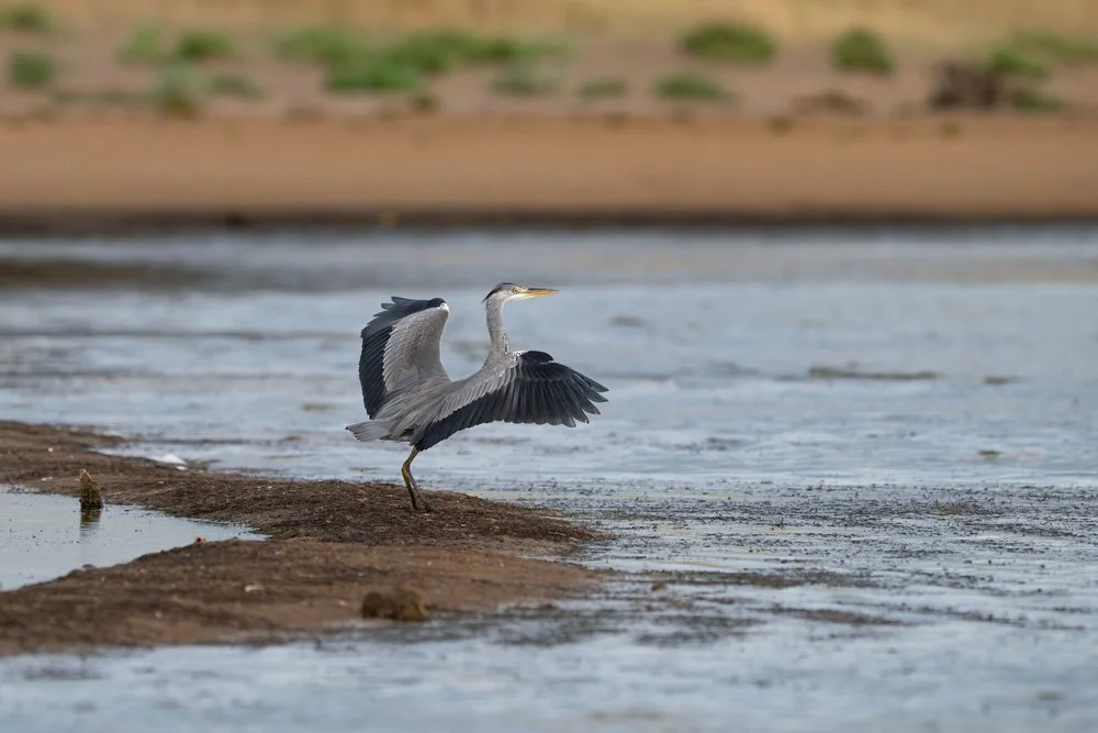 Grey heron