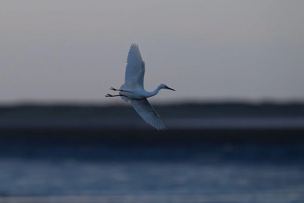 Little egret