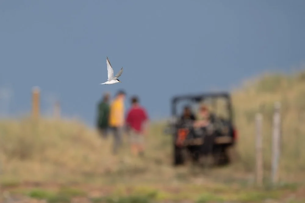 Little tern with Spurn tern wardens