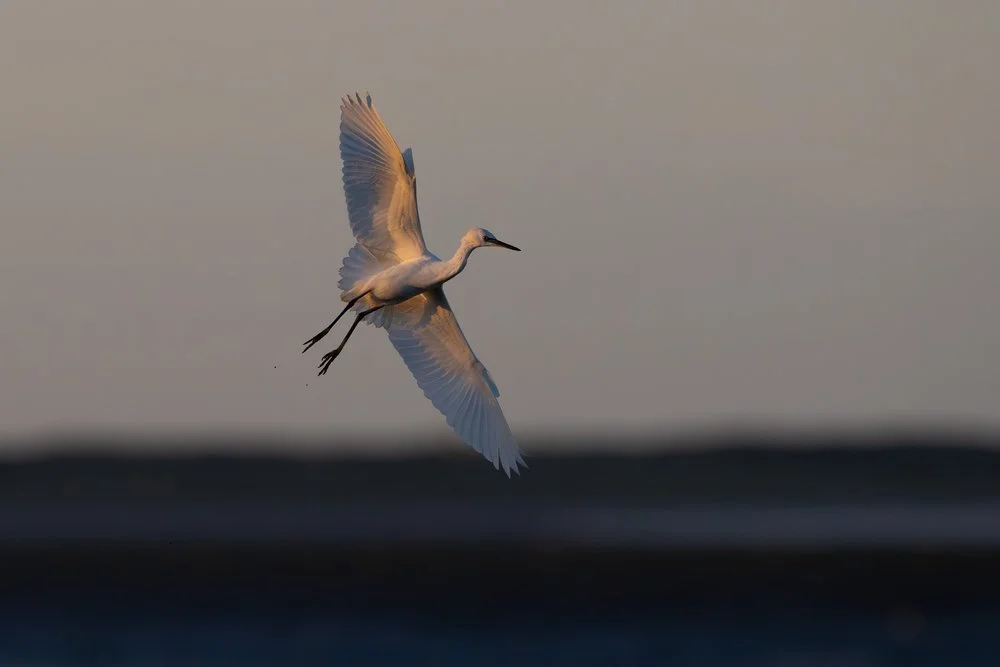 Little egret