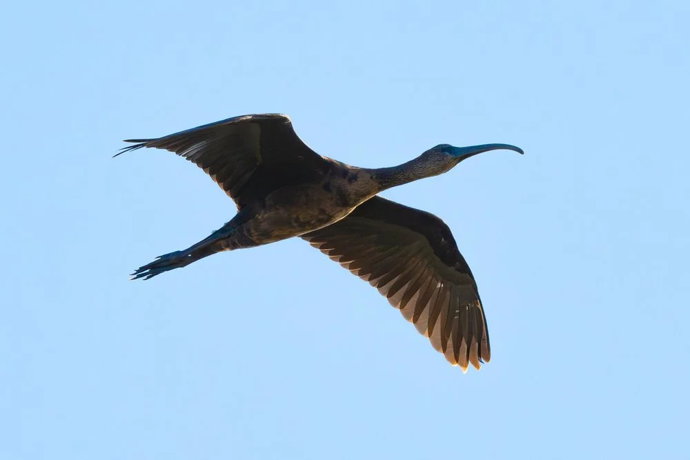 Glossy ibis