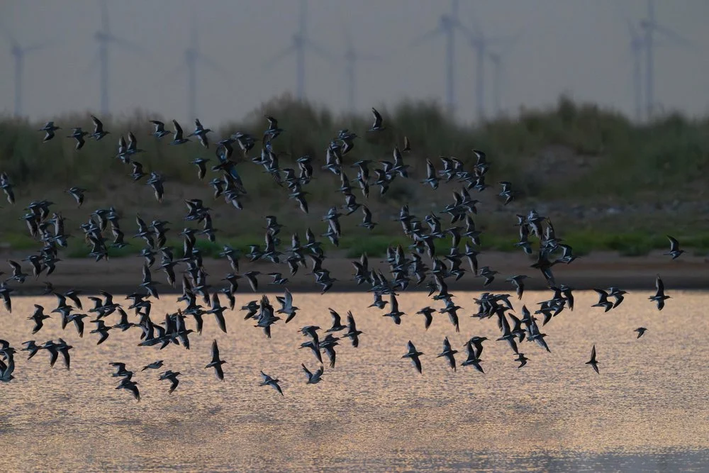 Common waders at dawn