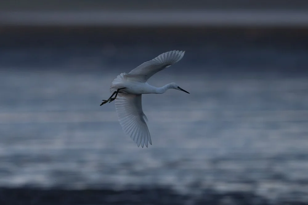 Little egret