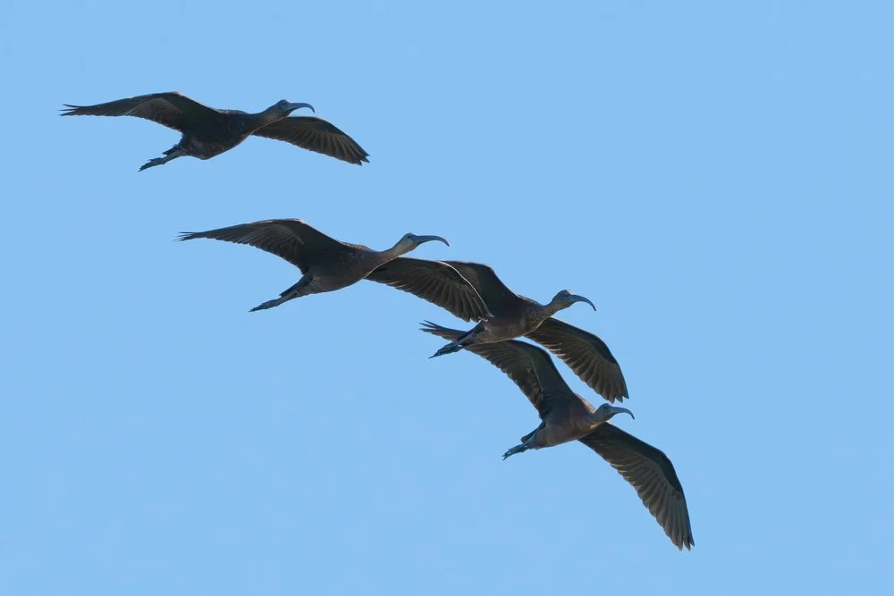 Glossy ibis