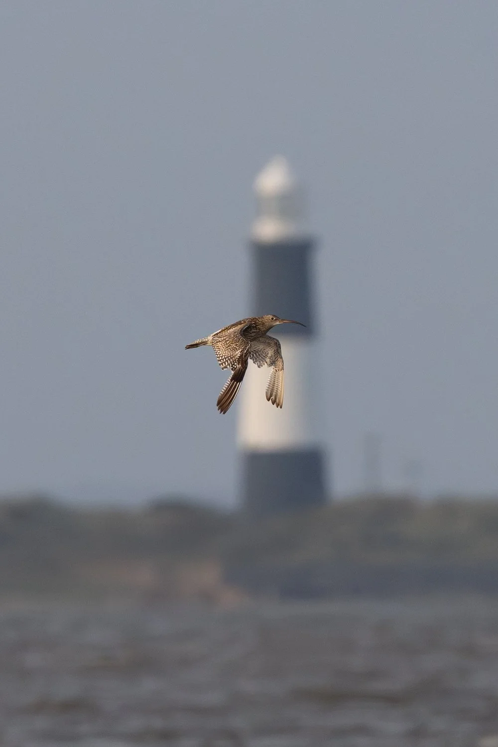 Curlew