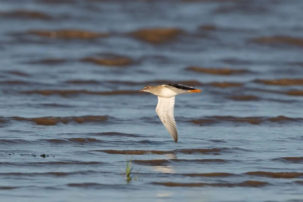 Redshank