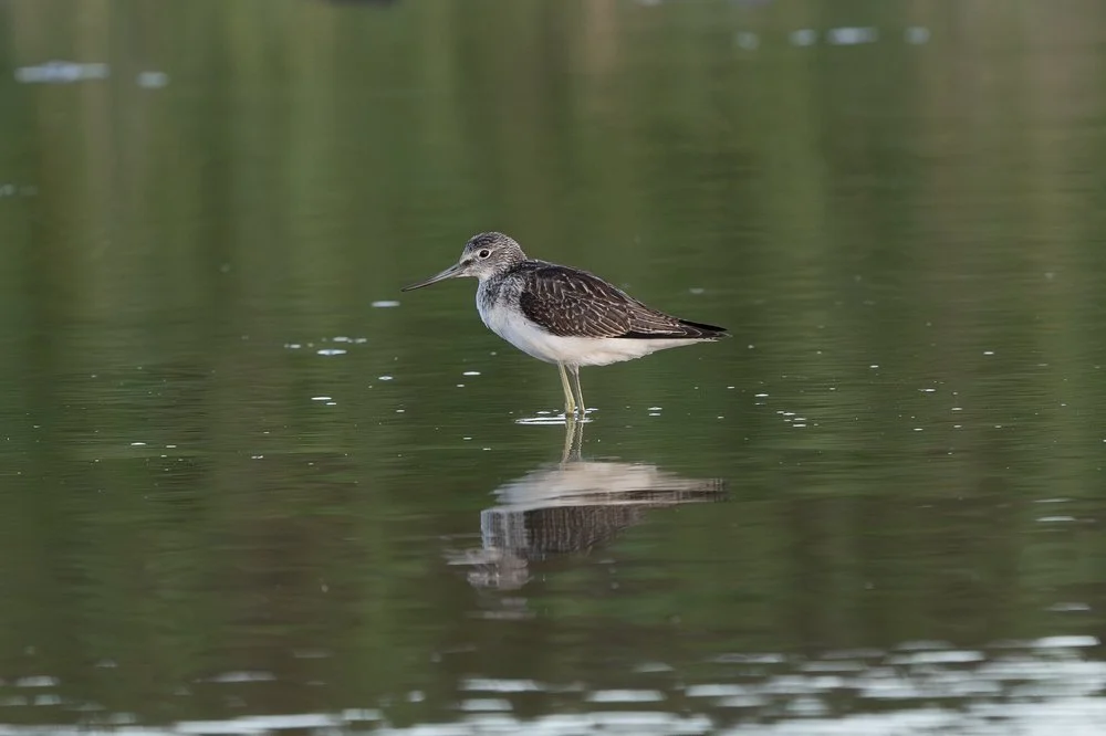 Greenshank