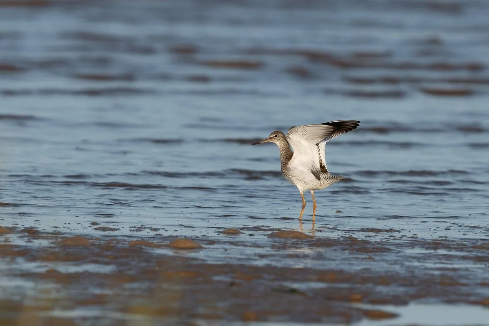 Redshank