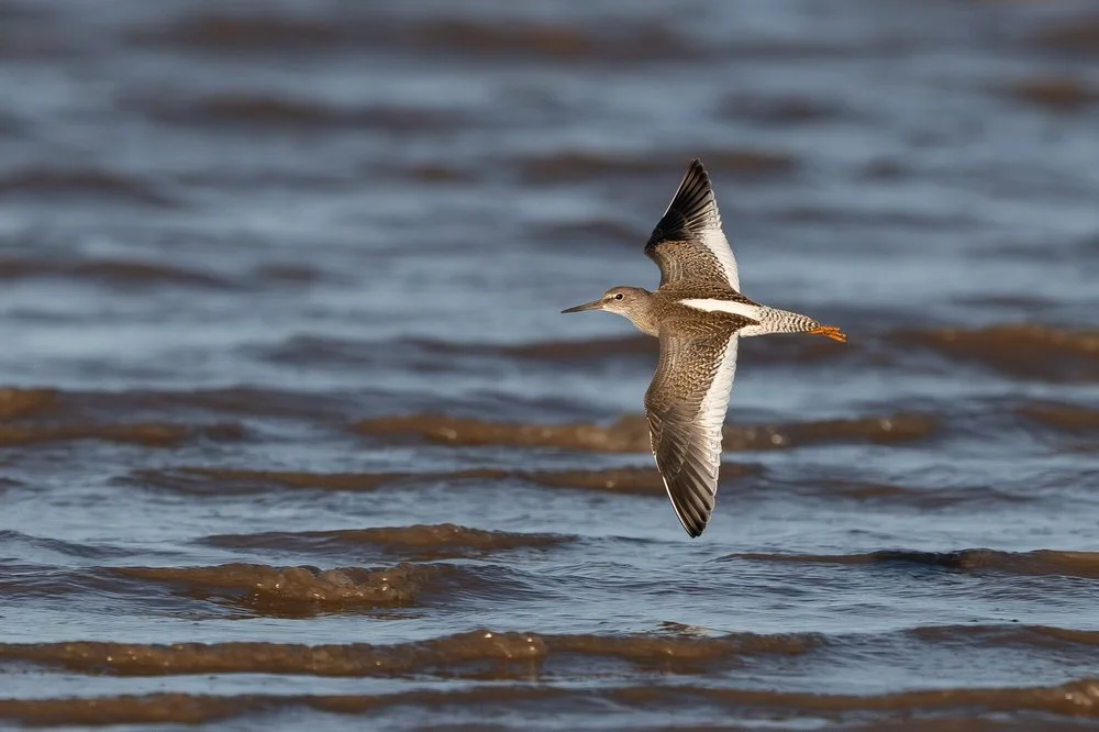 Redshank