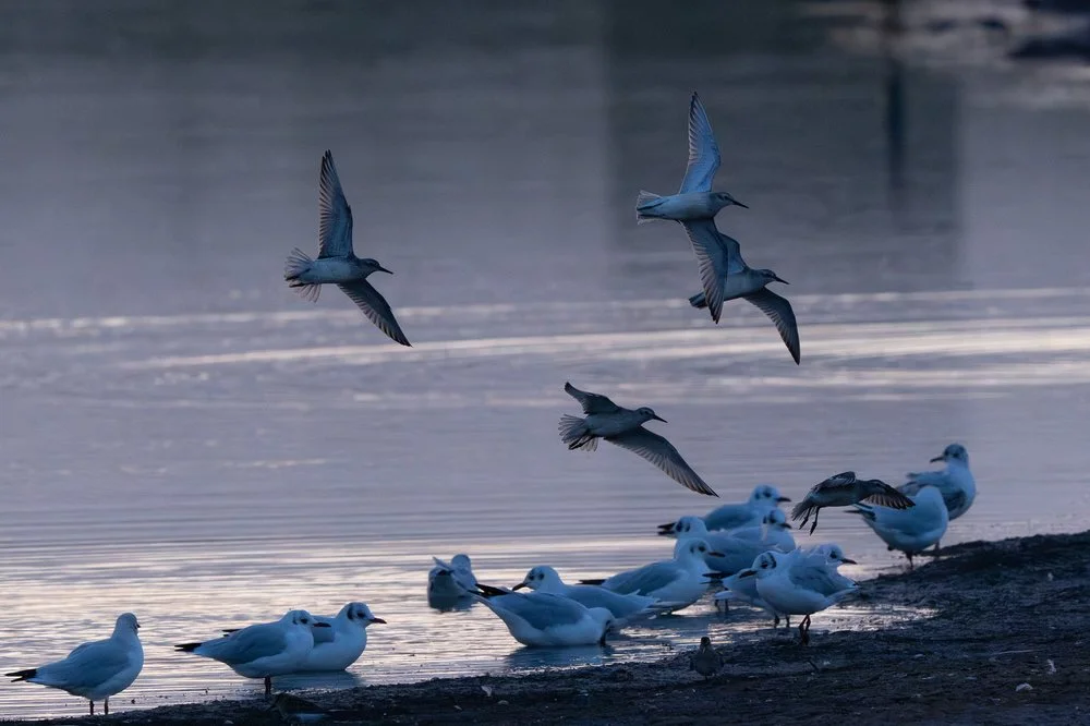Waders and gulls