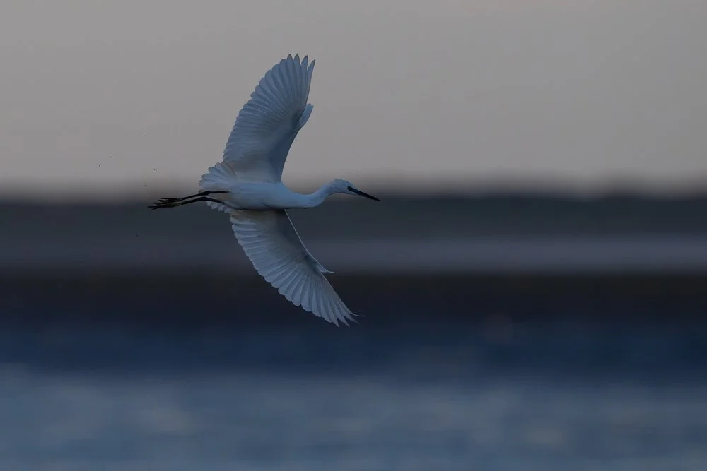 Little egret