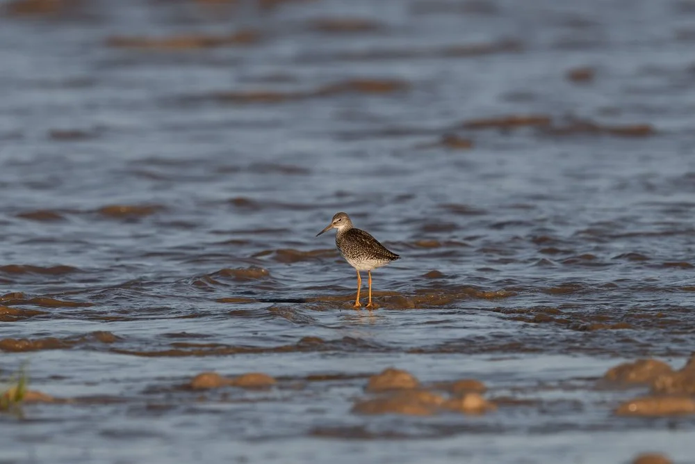 Redshank