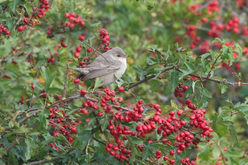 Barred Warbler