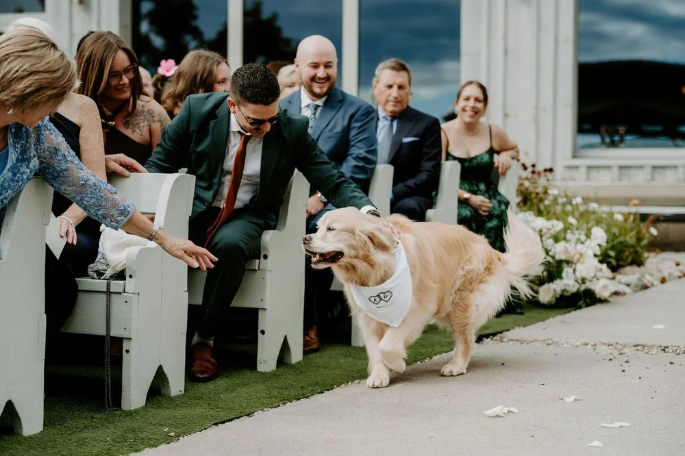 A golden retriever in a wedding bandana trotting down the aisle as guests smile and reach out to pet him