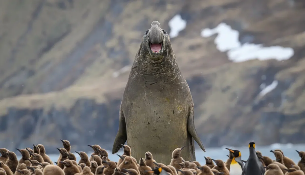 Nikon Comedy Wildlife Awards 2026 Finalists Showcase Hilarious Animal Moments