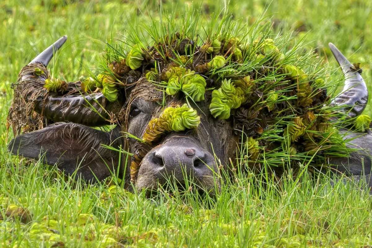 Nikon Comedy Wildlife 2026 Finalists